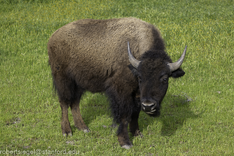 bison